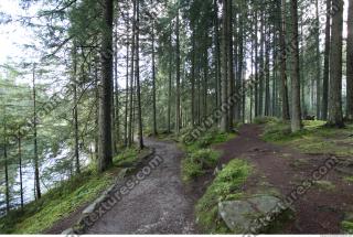 Photo Reference of Background Forest